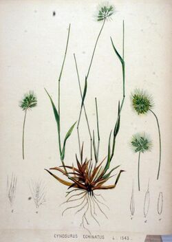 Cynosurus echinatus — Flora Batava — Volume v20.jpg
