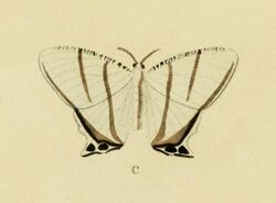 Cyphura geminia-Cramer&Stoll-uitlandsche kapellen vol. 2- plate 133.jpg