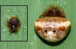 Cyrtarachne ixoides-male and female.jpg