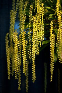 Dendrochilum cobbianum at the Pacific Orchid Exposition 2010.jpg