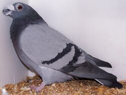 Dragoon pigeon.jpg