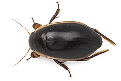 Dytiscus verticalis, the vertical diving beetle