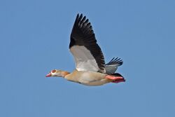 Egyptian-Goose.jpg