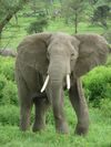 Elephant near ndutu.jpg