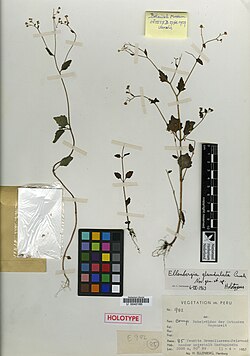Ellenbergia.jpg