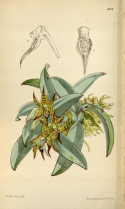 Epidendrum sophronitis - Curtis' 103 (Ser. 3 no. 33) pl 6314 (1877).jpg