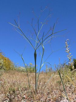 Eriogonum inflatum 1.jpg