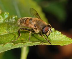 Eristalis 2007-1.jpg