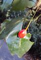 Erythropalum scandens 03.JPG