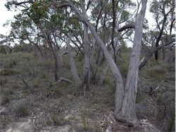 Eucalyptus arenacea habit.jpg