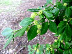 Euonymus fortunei 1.JPG