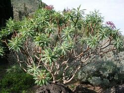 Euphorbia atropurpurea0.jpg