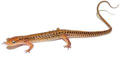 Eurycea longicauda (long-tailed salamander).jpg