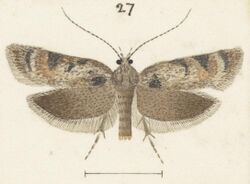 Fig 27 MA I437892 TePapa Plate-XXXI-The-butterflies full (cropped).jpg