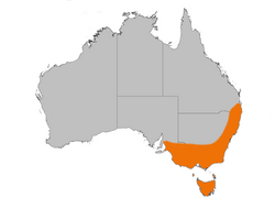 Flamerobin dist gnangarra.png