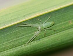 Flower Spider Hedana valida (6096201626).jpg