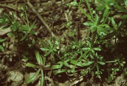 Galium spurium ssp vaillantii.jpg