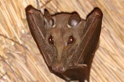 Gambian epauletted fruit bat (Epomophorus gambianus).jpg