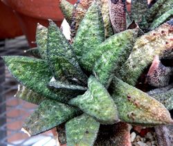 Gasteria batesiana 1.jpg