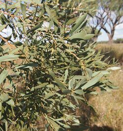 Gidgee foliage.jpg