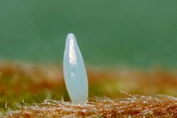 Gonepteryx rhamni egg 1.jpg