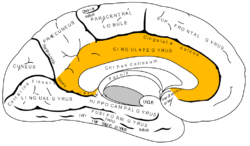 Gray727 cingulate gyrus.png