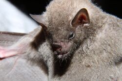 Gray long-tongued bat imported from iNaturalist photo 91466274 on 17 April 2022.jpg
