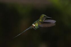 Green thorntail (Discosura conversii) male in flight.jpg