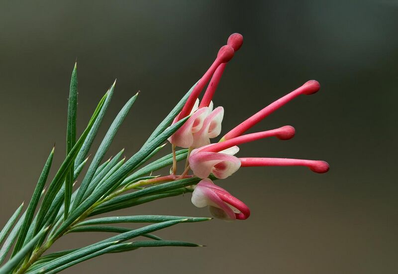 File:Grevillea rosmarinifolia.jpg