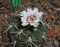 Gymnocalycium anisitsii 2016-05-20 1011.jpg