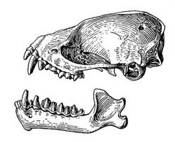 Hesperoptenus tickelli skull.jpg