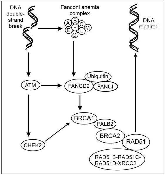 File:Homologous recombinational repair of DNA double-strand damage.jpg