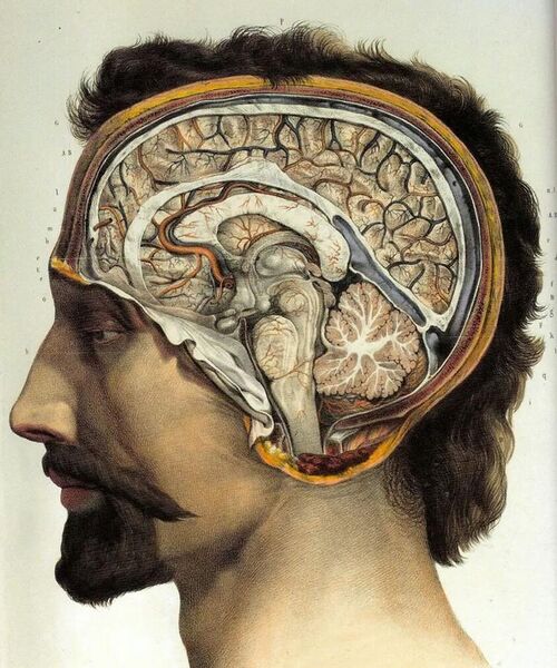File:Human brain.jpg