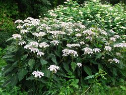 Hydrangea sargentiana 02.JPG