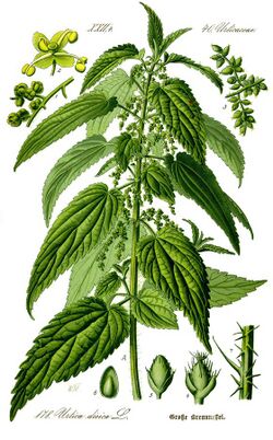 Illustration Urtica dioica0 clean.jpg