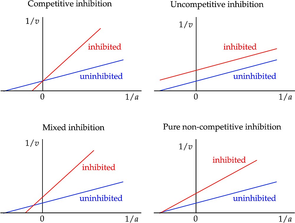 Lineweaver–Burk Plot - HandWiki