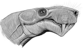 Inostrancevia latifrons12.jpg