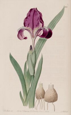 Iris furcata by Sydenham Edwards.jpg