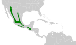 Junco phaeonotus map.svg
