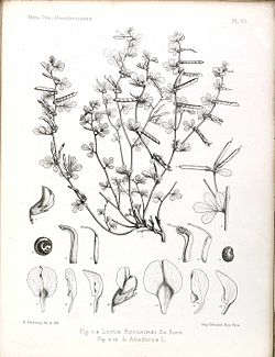 Illustration of the various parts of the plant including stem, slower and leaves