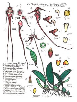 LR007 72dpi Bulbophyllum gracillimum.jpg