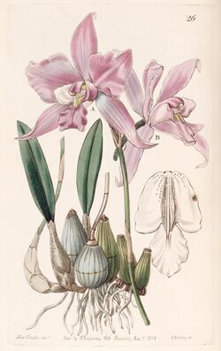 Laelia furfuracea - Edwards vol 25 (NS 2) pl 26 (1839).jpg