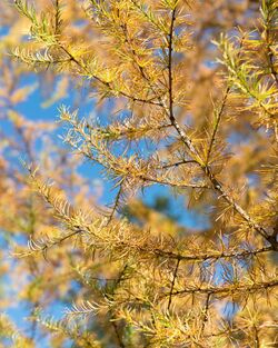 Larix gmelinii var. olgensis (OIga Bay Larch) (37535368894).jpg