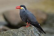Larosterna inca (Inca Tern - Inkaseeschwalbe) Weltvogelpark Walsrode 2012-015.jpg