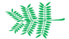 Leaf morphology bipinnate.png