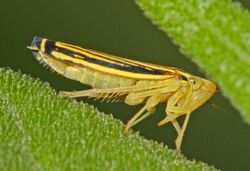 Leafhopper - Sibovia occatoria, Leesylvania State Park, Woodbridge, Virginia - 7612227826.jpg