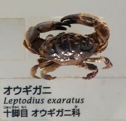 Leptodius exaratus - National Museum of Nature and Science, Tokyo - DSC07549-003.JPG