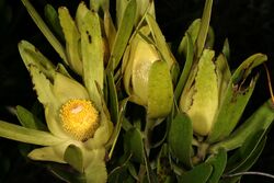 Leucadendron laureolum 1DS-II 1-8287.jpg