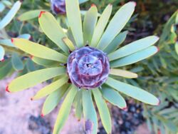 Leucadendron pubescens 56328075.jpg