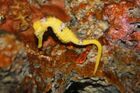 Longsnout Seahorse (Hippocampus reidi) (3149753448).jpg